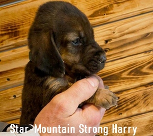 Star-Mountain Strong Hunter angol véreb kan kölyök kutya