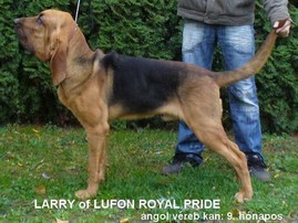 Larry of Lufon Royal Pride angol véreb kan 9. hónapos