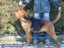 Larry of Lufon Royal Pride, angol véreb kan, 2 éves, Star-Mountain Strong Kennel
